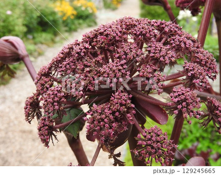 個性的で存在感のあるせり科の多年草「アンジェリカ・ギガス」の花 129245665