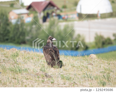 クロハゲワシ 129245686