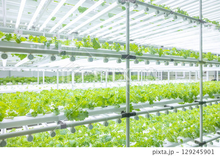 Indoor vegetable farm, Organic green oak salad planting at room with lighting ecosystem control 129245901