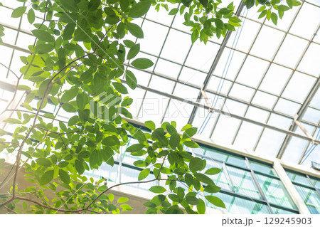 Green plant indoor office with glass roof, Eco building ozone tree air refresh zero carbon footprint 129245903