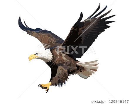 Majestic Bald Eagle Flying High in the Clear Sky with Powerful Wings Spread Wide Majestic Bald Eagle Flying High in the Clear Sky with Powerful Wings Spread Wide 129246147