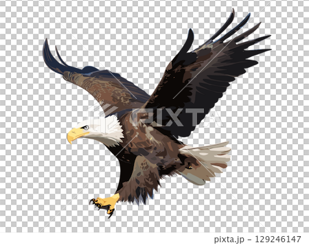 Majestic Bald Eagle Flying High in the Clear Sky with Powerful Wings Spread Wide Majestic Bald Eagle Flying High in the Clear Sky with Powerful Wings Spread Wide 129246147