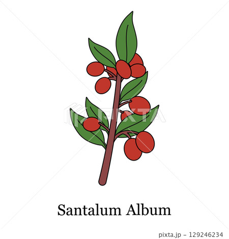 simple hand drawn illustration of Santalum Album featuring a stem with red round fruits and green leaves aroma therapy fragrance simple hand drawn illustration of Santalum Album featuring a stem with red round fruits and green leaves aroma therapy fragrance 129246234