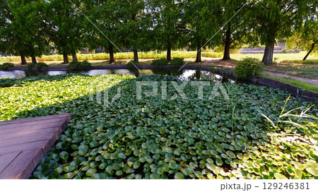 池のある公園はあけぼの山農業公園 129246381