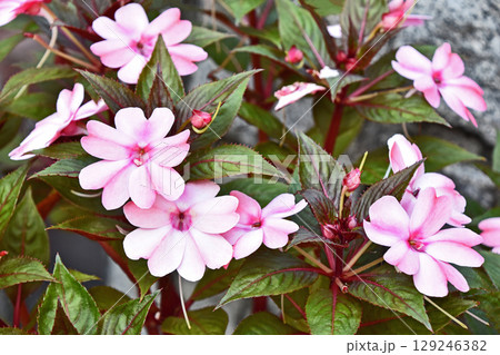 サンパチェンス サンパチェンス 129246382