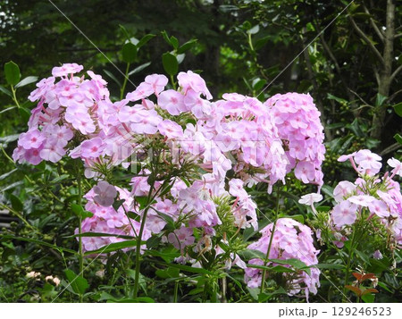 夏に咲くオイランソウ(花魁草) 夏に咲くオイランソウ(花魁草) 129246523
