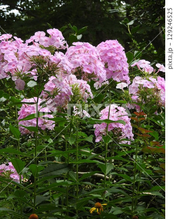 夏に咲くオイランソウ(花魁草) 夏に咲くオイランソウ(花魁草) 129246525