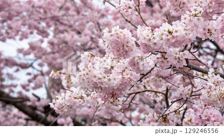宮城県仙台市北仙台駅前の梅田川沿いの桜 宮城県仙台市北仙台駅前の梅田川沿いの桜 129246556