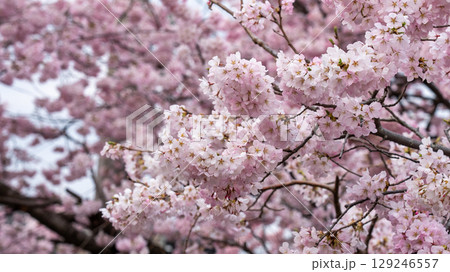 宮城県仙台市北仙台駅前の梅田川沿いの桜 129246557