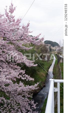 宮城県仙台市北仙台駅前の梅田川沿いの桜 宮城県仙台市北仙台駅前の梅田川沿いの桜 129246558