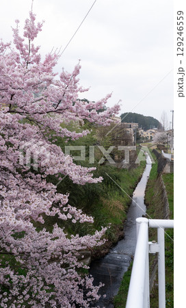 宮城県仙台市北仙台駅前の梅田川沿いの桜 129246559