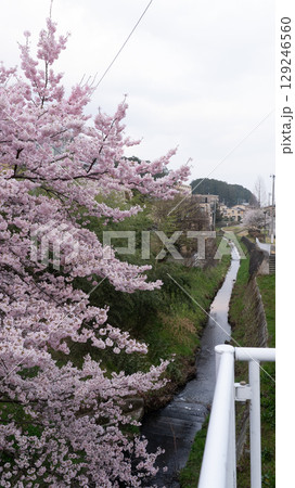 宮城県仙台市北仙台駅前の梅田川沿いの桜 129246560