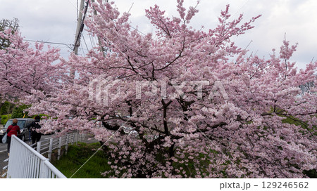 宮城県仙台市北仙台駅前の梅田川沿いの桜 129246562
