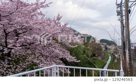 宮城県仙台市北仙台駅前の梅田川沿いの桜 宮城県仙台市北仙台駅前の梅田川沿いの桜 129246563