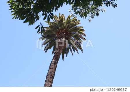 青空と緑の椰子の木を見上げた風景 129246687