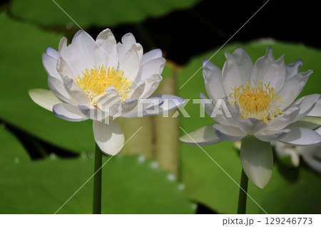 緑の葉と白い花びらの睡蓮の花が咲く池のアップの風景 129246773