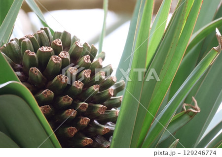 緑の葉の中にノボタンのの実のアップの風景 緑の葉の中にノボタンのの実のアップの風景 129246774