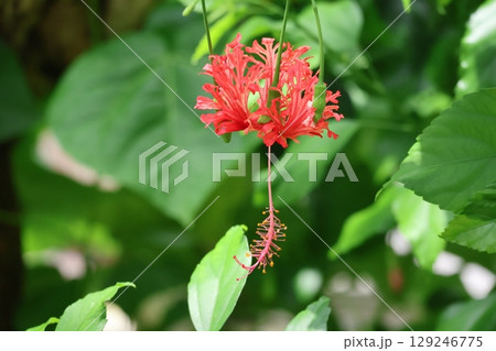 赤い花びらのフウリンブッソウゲの花のアップの風景 赤い花びらのフウリンブッソウゲの花のアップの風景 129246775