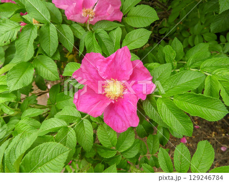 Rosa rugosa or Beach rose bright pink flower and leaves 129246784