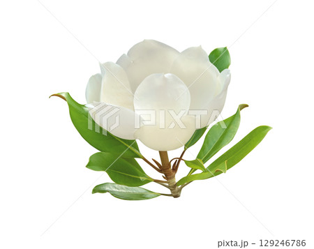 Half-open fragrant magnolia flower with glossy leaves isolated on white. Perfume ingredient. 129246786