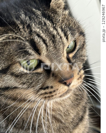ズームアップの猫ちゃん 129246967