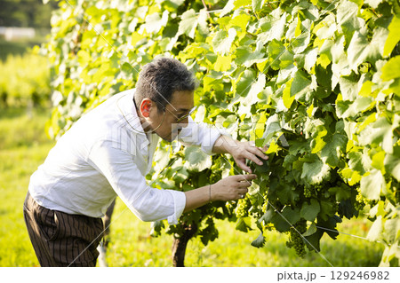 ブドウ畑の歩く男性 129246982