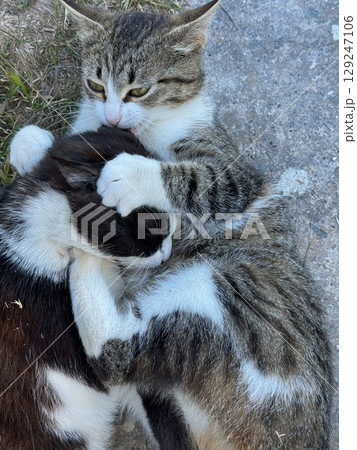 cats hugging playing together nice cats hugging playing together nice 129247106
