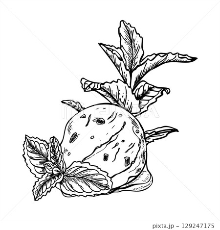 Vector mint ice cream scoop with fresh mint sprig illustration in monochrome style. Aromatic herbal sugar free scoops etching drawing for dessert menus, organic food packaging, sweet treat decor. 129247175