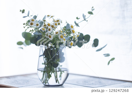 マトリカリアとユーカリ マトリカリアとユーカリ 129247268