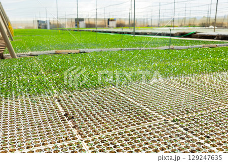 View of agricultural greenhouse for growing sprouts 129247635