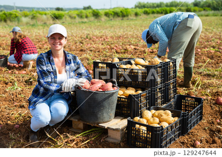 Successful female horticulturist near boxes of harvested potatoes in field 129247644