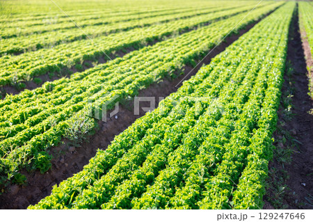 Fresh green lettuce on plantation during harvest Fresh green lettuce on plantation during harvest 129247646