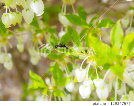 ドウダンツツジとアリ ドウダンツツジとアリ 129247677