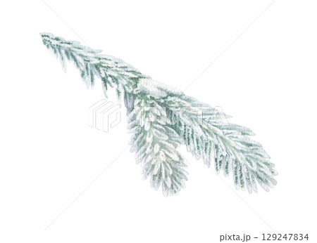 Frost covered Fir tree Branch. Watercolor illustration of a Christmas winter plant. Hand drawn vintage sketch on white isolated background. Water color painting clip art image 129247834