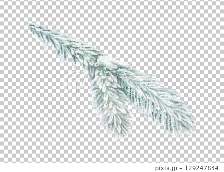 Frost covered Fir tree Branch. Watercolor illustration of a Christmas winter plant. Hand drawn vintage sketch on white isolated background. Water color painting clip art image 129247834