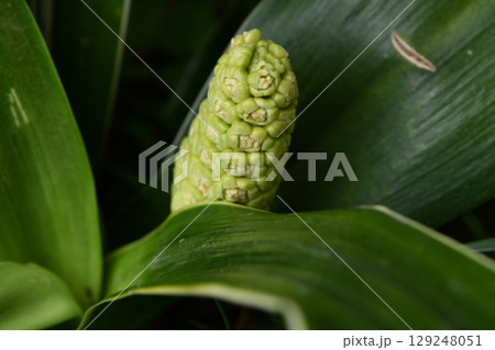 オモトの花 オモトの花 129248051