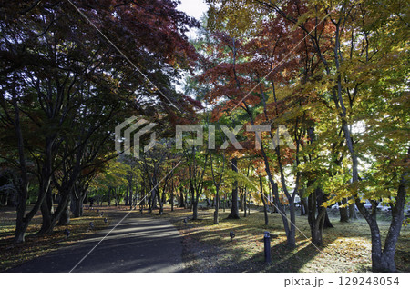 紅葉した木々 紅葉した木々 129248054