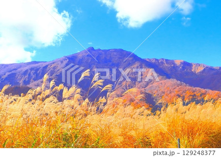 禿岳(かむろだけ)山麓の鮮やかな紅葉と群生するススキの原野 禿岳(かむろだけ)山麓の鮮やかな紅葉と群生するススキの原野 129248377