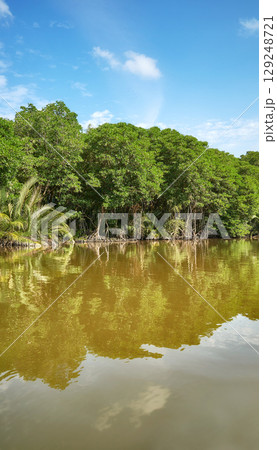 The bank of the Brunei River covered with dense tropical forest, Brunei. 129248721