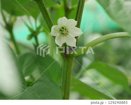 ミニパプリカの花20250701 129248865
