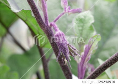 ナスの花20250702 129248916