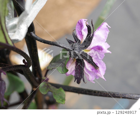 ナスの花20250703 ナスの花20250703 129248917