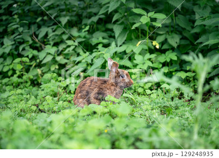 Cute brown rabbit sitting on green grass and eating fresh grass in summer garden 129248935