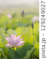 池に咲く蓮 129249027