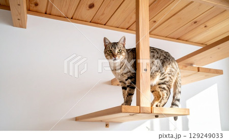 キャットウォークで遊ぶ猫 129249033
