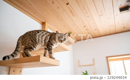 キャットウォークで遊ぶ猫 129249034