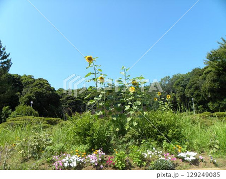 稲毛海浜公園入り口花壇のひまわりの黄色い花 稲毛海浜公園入り口花壇のひまわりの黄色い花 129249085