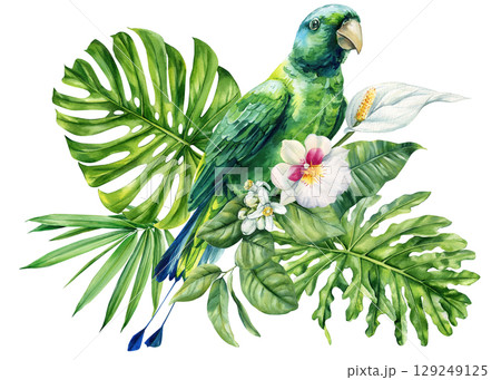 Parrot with monstera palm and peace lily tropical flowers and leaves in botanical watercolor on isolated white background 129249125
