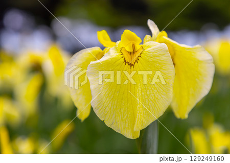 埼玉県比企郡川島町下八ツ林　平成の森公園のショウブ園に咲く黄色の花菖蒲クローズアップ 129249160
