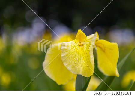 埼玉県比企郡川島町下八ツ林　平成の森公園のショウブ園に咲く黄色の花菖蒲クローズアップ 129249161